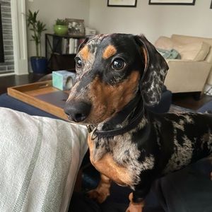 Meet your Posher, Eli